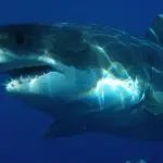 Australia, un altro attacco di uno squalo: surfista in coma