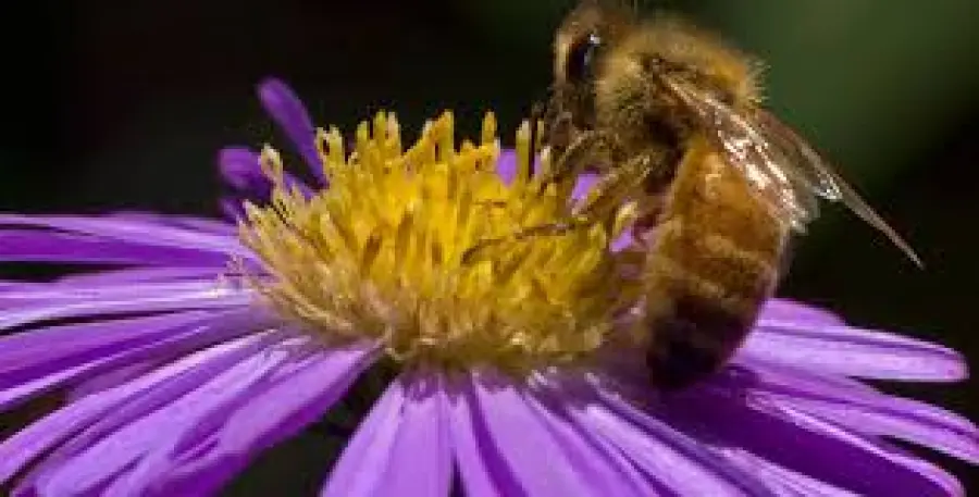 La folle idea di una società canadese: utilizzare le api come vettori per trasportare i pesticidi