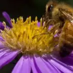 La folle idea di una società canadese: utilizzare le api come vettori per trasportare i pesticidi