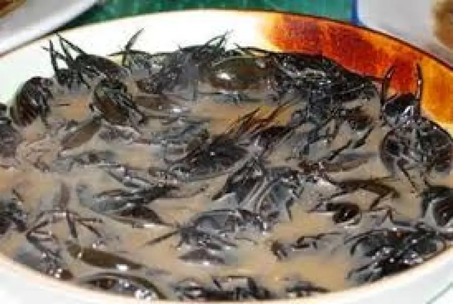 Alimentazione: arriva il sì di Strasburgo per il novel food