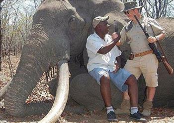 Zimbabwe: paga 50mila euro per uccidere l'elefante più grande del paese