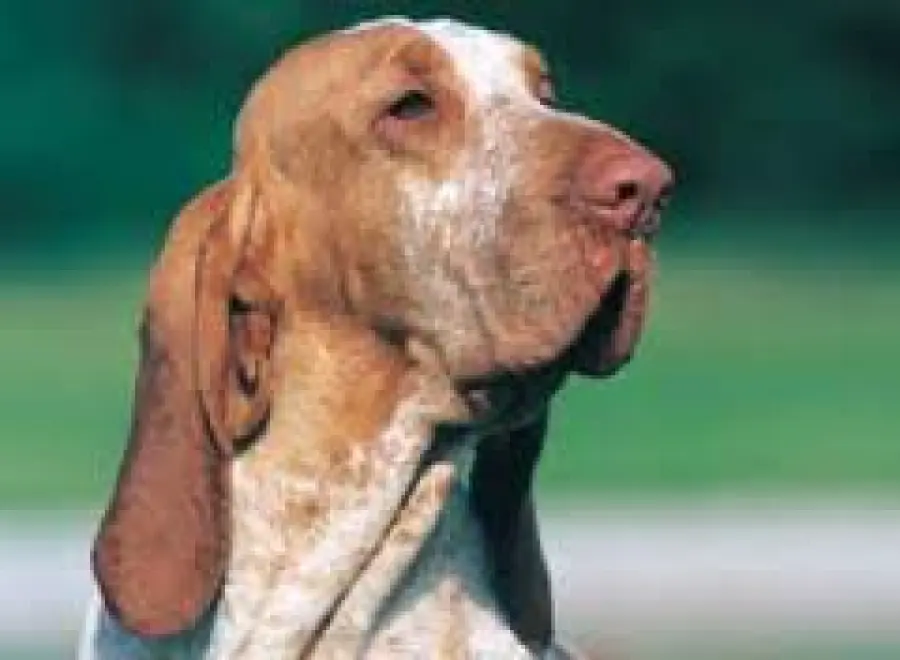 Cacciatore spara al suo cane e lo lascia agonizzare in un campo