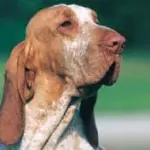 Cacciatore spara al suo cane e lo lascia agonizzare in un campo