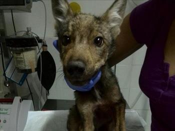 Cucciolo di lupo salvato da un agricoltore: dopo le cure ritornerà libero