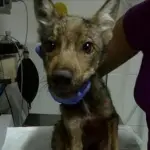 Cucciolo di lupo salvato da un agricoltore: dopo le cure ritornerà libero