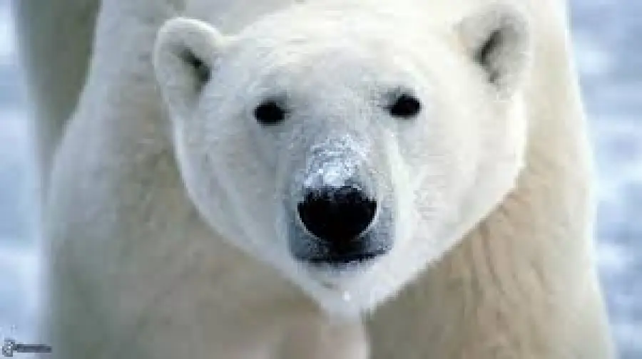 Riscaldamento globale limita habitat orsi polari