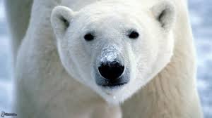 Riscaldamento globale limita habitat orsi polari
