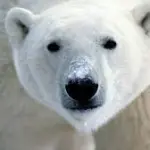 Riscaldamento globale limita habitat orsi polari