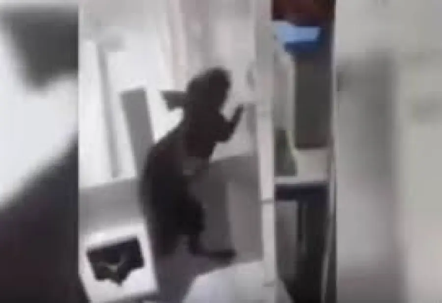 Belize, un ratto entra nell'incubatrice e morde un neonato prematuro