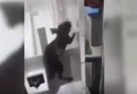 Belize, un ratto entra nell'incubatrice e morde un neonato prematuro