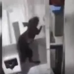 Belize, un ratto entra nell'incubatrice e morde un neonato prematuro