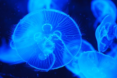 Mar Mediterraneo invaso dalle meduse: ecco perché