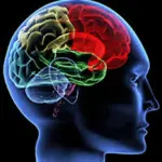 Sclerosi multipla: parte la sperimentazione con le cellule staminali