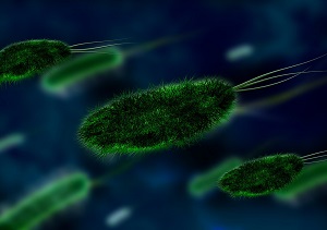 Helicobacter pylori, tutto quello che c'è da sapere