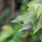 UE: allarme insetticidi anche per l'uomo