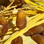 Salute, i datteri potrebbero avere un effetto anti-cancro