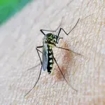 Mosquito Day, la giornata mondiale per ricordare che la malaria uccide ancora