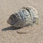 Ferragosto 2016: le frasi d'auguri più divertenti e simpatiche da inviare su WhatsApp