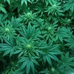 Alzheimer, cannabis ha un effetto anti-infiammatorio