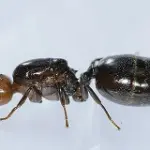 Ospedale San Paolo di Napoli: le formiche in sala operatoria