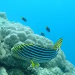 Giornata mondiale degli oceani sempre più soffocati dalla plastica e dal riscaldamento globale