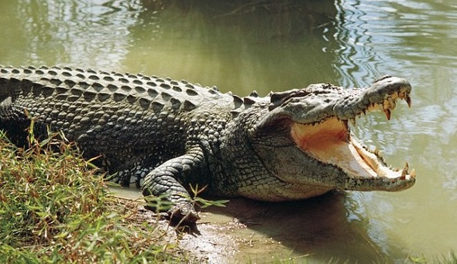 Australiana sbranata da coccodrillo