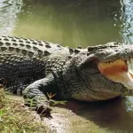 Australiana sbranata da coccodrillo