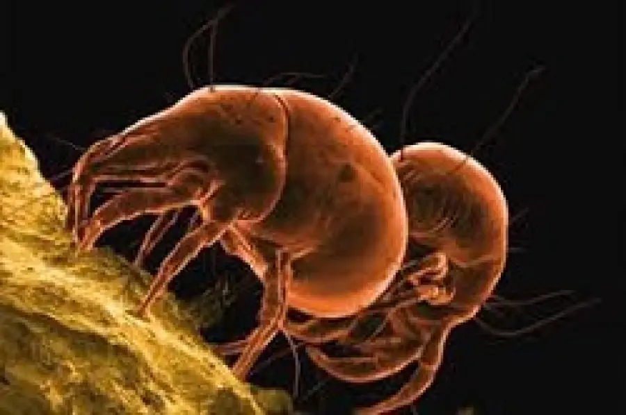 Allergia agli acari: presto vaccino che la combatte