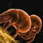 Allergia agli acari: presto vaccino che la combatte