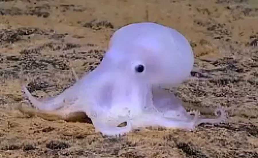 Scoperta una nuova specie di polipo alle Hawaii: e' Casper, il polpo fantasma