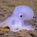 Scoperta una nuova specie di polipo alle Hawaii: e' Casper, il polpo fantasma
