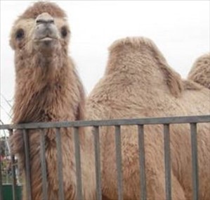 Zoo abusivo in provincia di Napoli: ritrovati lama, dromedari e tartarughe rare