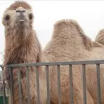 Zoo abusivo in provincia di Napoli: ritrovati lama, dromedari e tartarughe rare