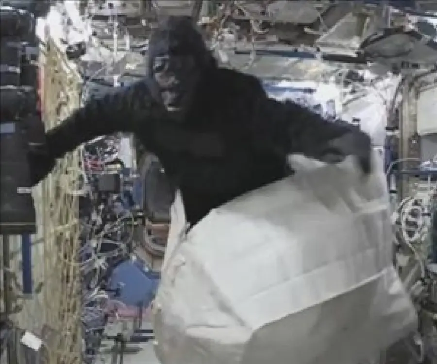 Houston abbiamo un problema: c'è un gorilla nello spazio