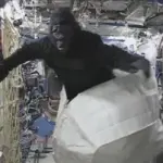 Houston abbiamo un problema: c'è un gorilla nello spazio