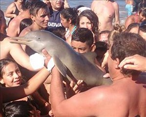 Delfino spiaggiato, morto per un selfie con i turisti