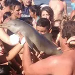 Delfino spiaggiato, morto per un selfie con i turisti