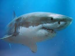 Nelle fauci degli squali il segreto di denti eterni e perfetti