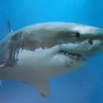 Nelle fauci degli squali il segreto di denti eterni e perfetti