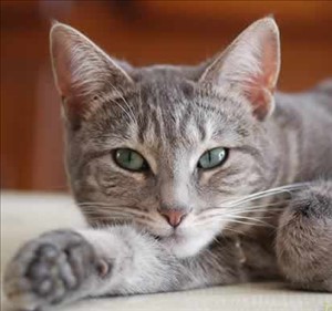 Ecco perché la Festa del Gatto si festeggia il 17 febbraio