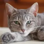 Ecco perché la Festa del Gatto si festeggia il 17 febbraio