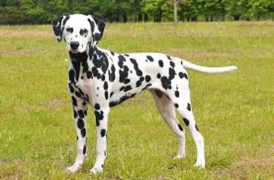 Donna ha rapporto con il proprio cane e finisce all'ospedale per lesioni all'utero