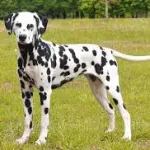 Donna ha rapporto con il proprio cane e finisce all'ospedale per lesioni all'utero