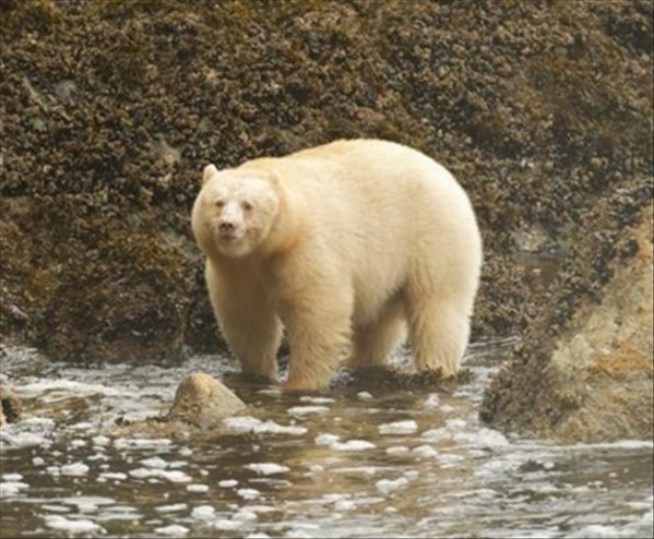 Greenpeace vince la sua battaglia: salva la Foresta del Grande Orso