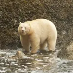 Greenpeace vince la sua battaglia: salva la Foresta del Grande Orso