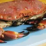 Cambiamenti climatici ed ecosistemi: granchi cercano ossigeno sulla terraferma