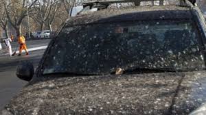 Emergenza guano a Roma: abitanti a rischio tubercolosi?