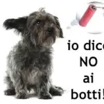 Botti di Capodanno e animali domestici: come proteggere i nostri amici a 4 zampe