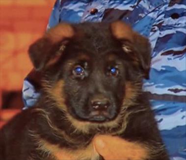 I cani aiutano i bambini a combattere l'ansia