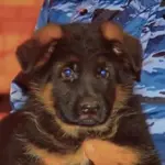 I cani aiutano i bambini a combattere l'ansia